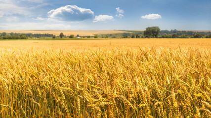 Wide wheat field. Wheat background. Growing wheat