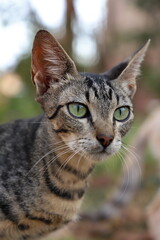 close up portrait of a cat