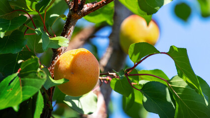 Ripe apricots on a tree in sunny weather. Growing apricots