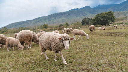 Fototapeta premium sheeps grazing in country green field