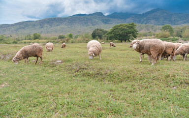 Naklejka na ściany i meble sheeps grazing in country green field
