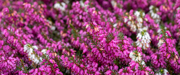 Obraz premium fioletowe i białe wrzośce wiosenne