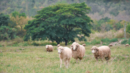 Obraz premium sheeps grazing in country green field