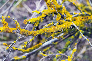 Dry branches of an old tree covered with a thick lichen