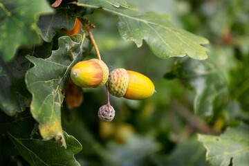 Oak tree branch with leaves and acorns