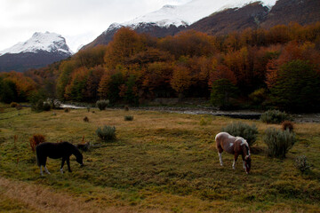 Group of horses grazing in a beautiful autumn landscape