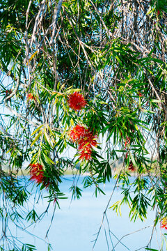 Red Bottlebrush tree in front of Tampa Bay	
