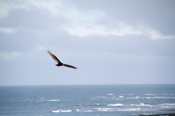 Fototapeta na wymiar Large bird flies over the Argentine coast (Peninsula Valdés)