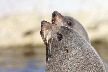 Fototapeta premium Neuseeländischer Seebär / New Zealand fur seal / Arctocephalus forsteri