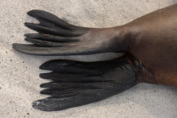 Rear flippers of a Galapagos Sea Lion © mrallen