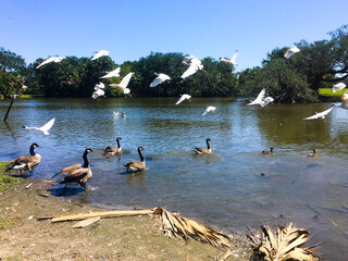 Flock of ibis and geese in City Park, New Orleans, Louisiana