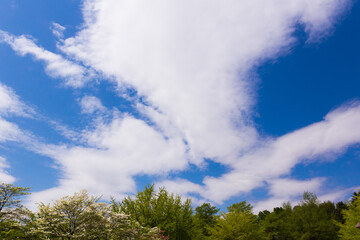 Obraz premium 空 青空 晴天 雲 空写真 水色の空