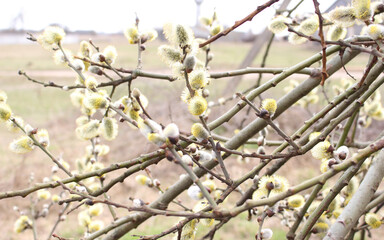 Flowering pussy-willow branches in early spring. Springtime concept.