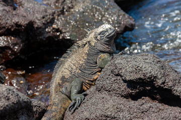 Galapagos Marine Iguana - Galapagos Islands