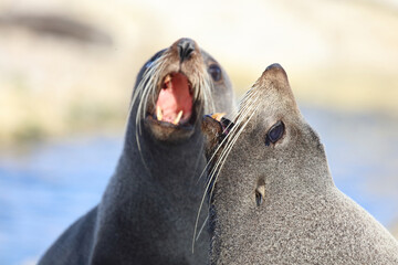 Neuseel&auml;ndischer Seeb&auml;r / New Zealand fur seal / Arctocephalus forsteri...