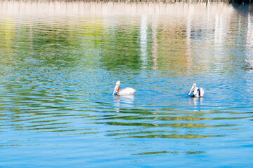 Pelican bird couple is looking for food in Tampa Bay