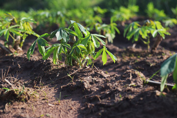 cassava plantation in rural farm of Thailand. Cassava fields.