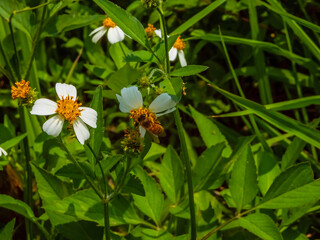 Honey Bee stay on White Flower, Background ,Western Honey Bee , Bidens Alba, Bee Pollination