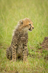 Obraz na płótnie Canvas Cheetah cub sits facing right in grass