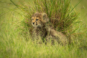 Cheetah cub sits by grass clump staring