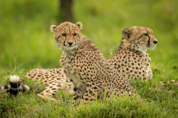 Cheetah cub sits beside mother in grass