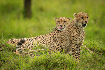 Naklejka na ściany i meble Cheetah cub sits beside mother on mound