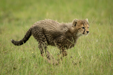 Naklejka na ściany i meble Cheetah cub runs right through long grass