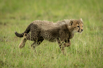 Cheetah cub runs through grass lifting paw