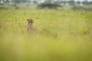 Cheetah cub sits behind blurred grassy foreground
