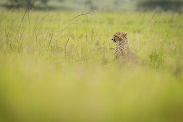 Cheetah cub sits behind blurred foreground grass