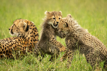 Cheetah cub plays with sibling near mother