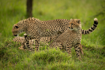 Cheetah cub passes another sitting on mound
