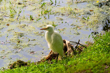 Wasservogel auf Sri Lanka 