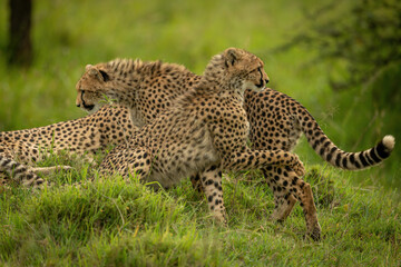 Cheetah cub on mound paws another passing