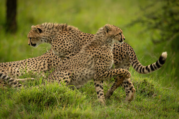 Cheetah cub passes another sitting in grass