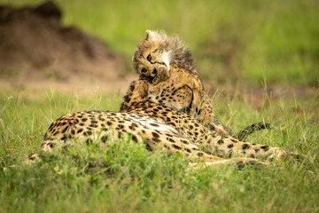 Cheetah cub lying on head of mother