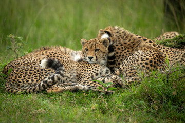 Cheetah cub lying beside mother in grass