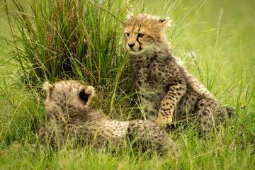 Obraz na płótnie Canvas Cheetah cub lifts paw towards another lying