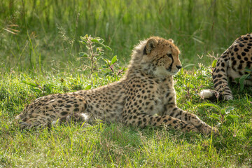 Cheetah cub lying near mother in grass