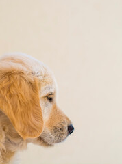 a golden terrier puppy staring. A small, light-colored dog. Labrador