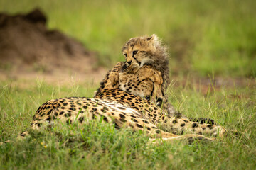Cheetah cub lies on head of mother