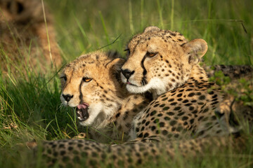 Cheetah cub lies licking lips with mother