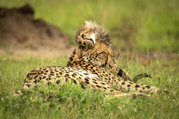 Cheetah cub lies nibbling ear of mother