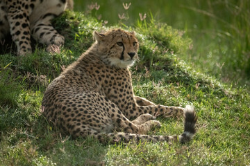 Fototapeta na wymiar Cheetah cub lies by mother on mound