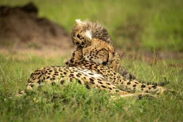Fototapeta na wymiar Cheetah cub lies grabbing head of mother