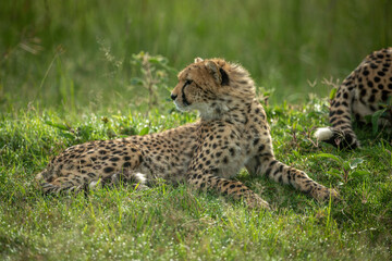 Cheetah cub lies by mother looking back