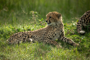 Cheetah cub lies by mother looking round