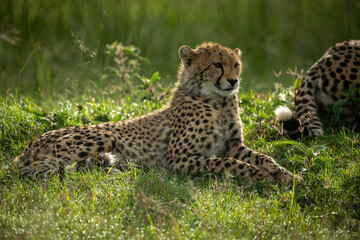 Cheetah cub lies by mother on grass
