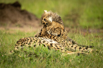 Cheetah cub lies biting ear of mother