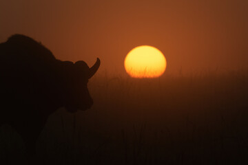 Cape buffalo in silhouette during misty sunrise